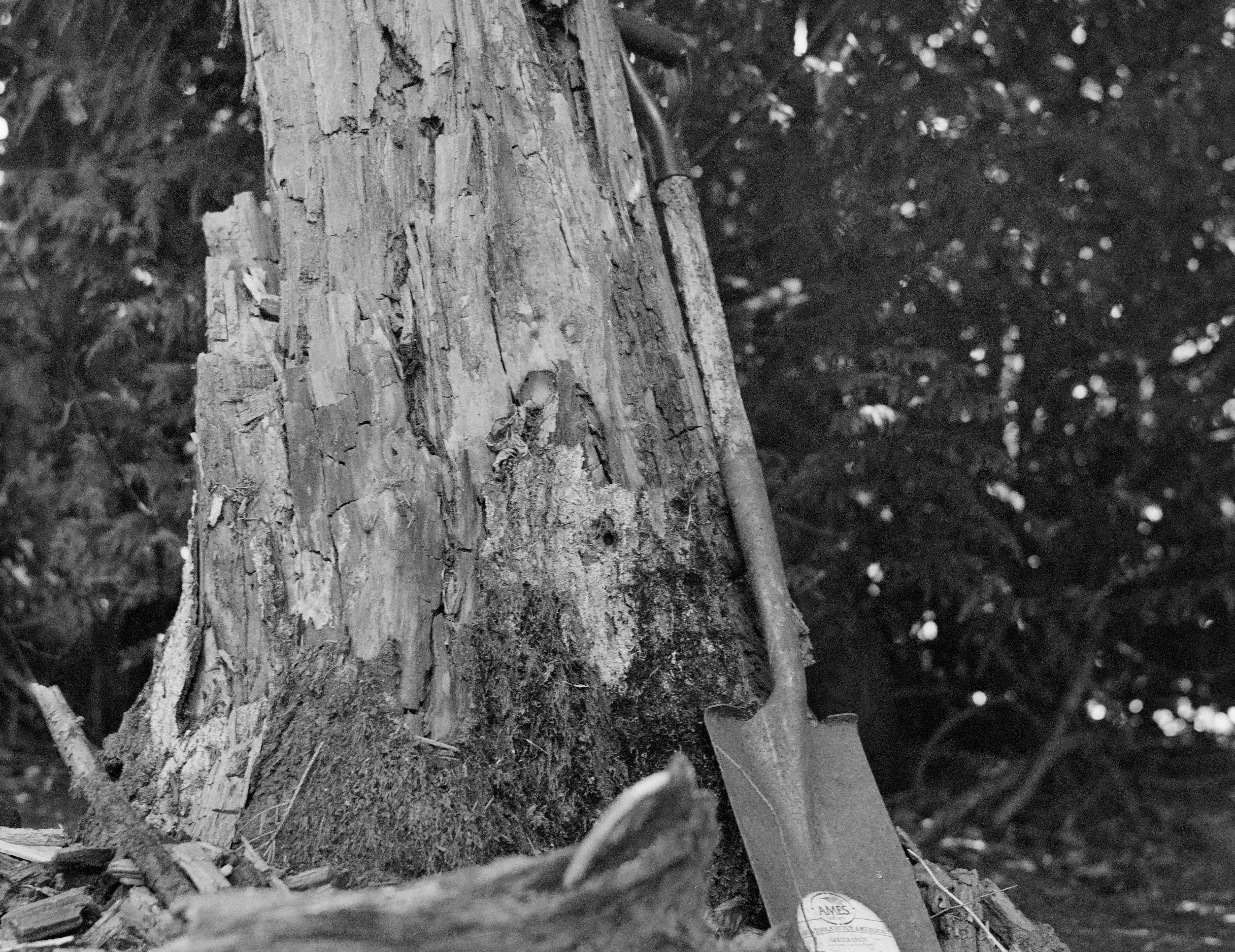 Silent Witness: The Tree That Nurtures